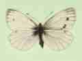 Pieris napi (gynandromorph 2) (Internet Image property of respective owner, non-commercial use only)